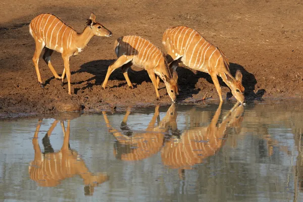 Antilopy Nyala pití — Stock fotografie