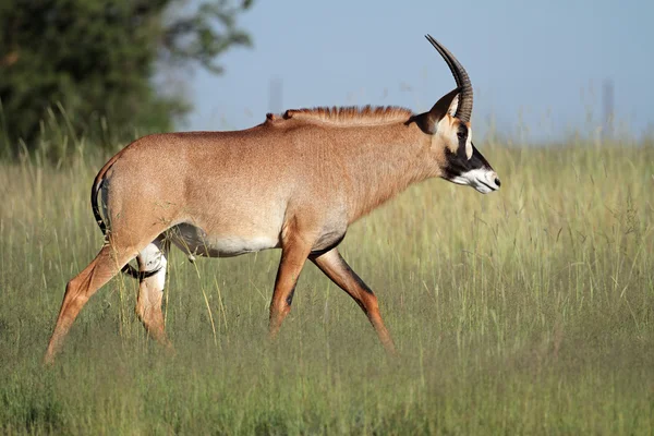 Roan antelope — Stockfoto