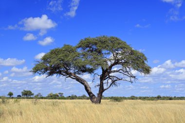 African Acacia tree clipart