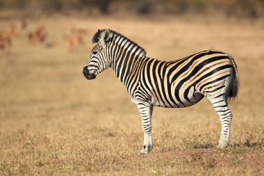 Plains Zebra clipart