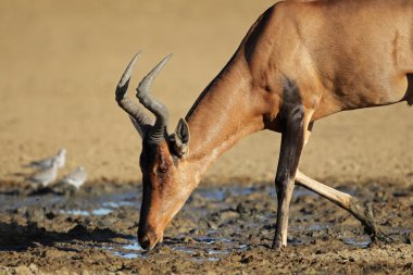 Kırmızı hartebeest içme