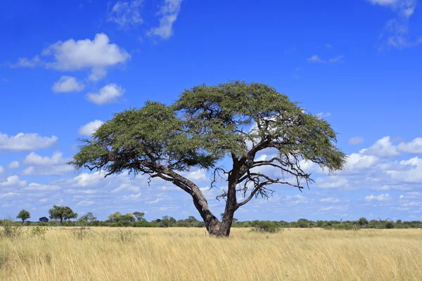 Africké akácie strom — Stock fotografie