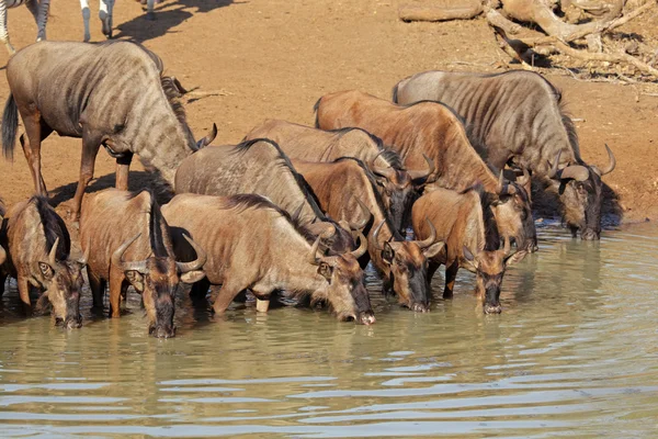 Mavi wildebeest içme — Stok fotoğraf