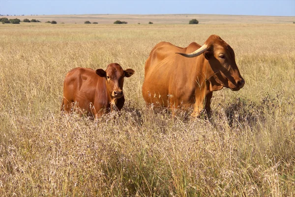 Kuh und Kalb — Stockfoto