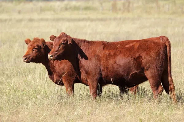 Vacas vermelhas Angus — Fotografia de Stock