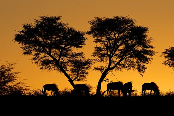 Tree and wildebeest silhouette — Stock Photo, Image