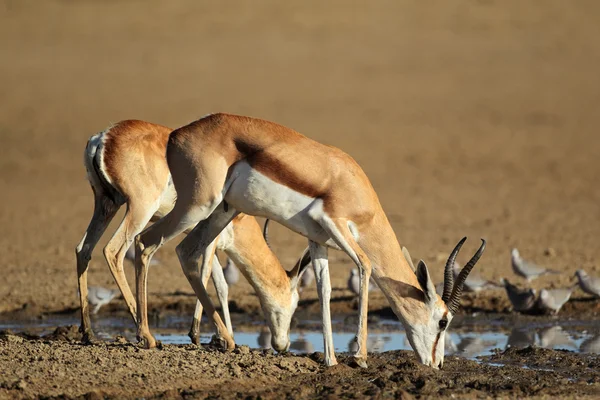 Springbok antilopen drinken — Stockfoto