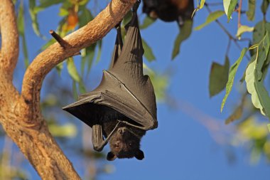 Black flying-fox clipart