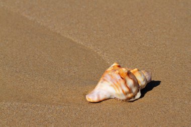 Seashell on beach clipart