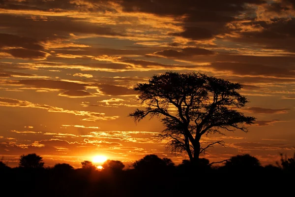 Atardecer africano con árbol silueta —  Fotos de Stock