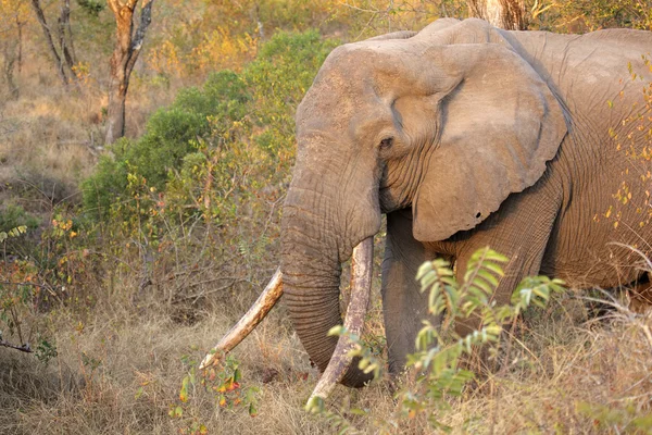 African elephant tusker — Stock Photo, Image