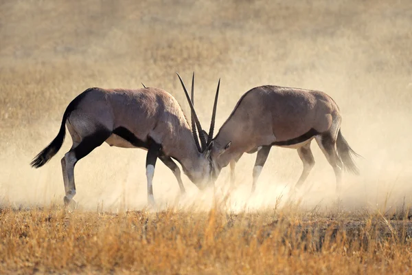싸우는 gemsbok — 스톡 사진