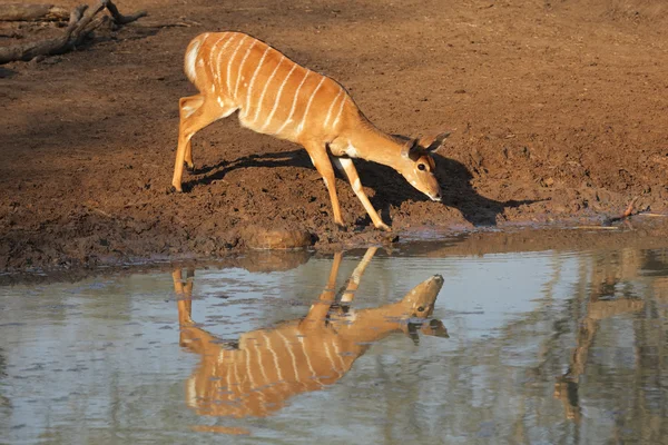 Nyala antelope drinking — Stock Photo, Image