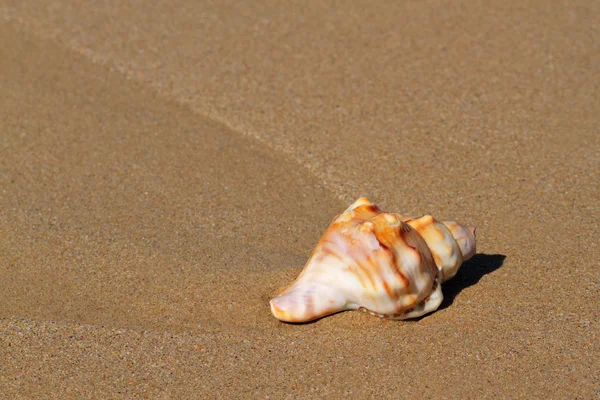Seashell on beach — Stock Photo, Image