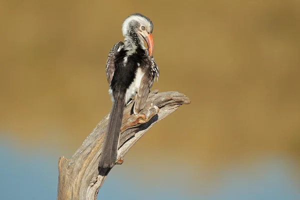 Rödnäbbad hornbill — Stockfoto