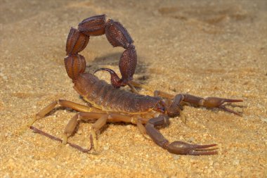 Aggressive scorpion clipart