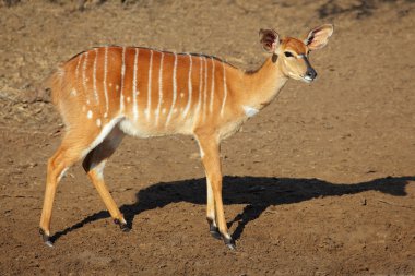 Nyala antelope clipart