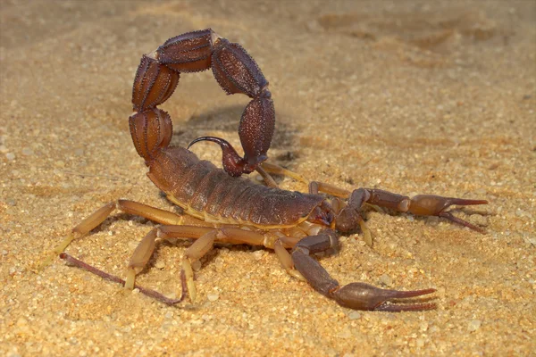 Agresywny Skorpion — Zdjęcie stockowe