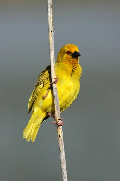 Tecelão amarelo macho — Fotografia de Stock