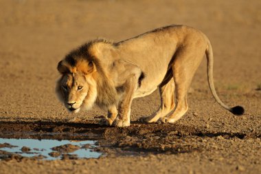 African lion drinking