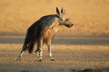 Brown hyena clipart