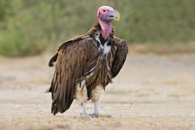Lappet-faced vulture clipart