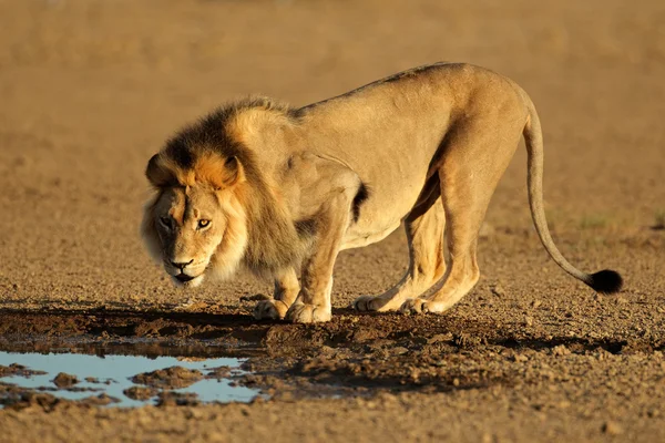 Leão africano a beber — Fotografia de Stock