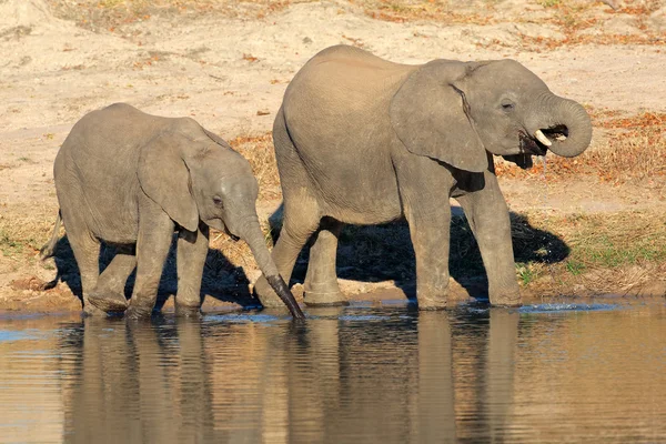 Elefantes africanos à beira-mar — Fotografia de Stock