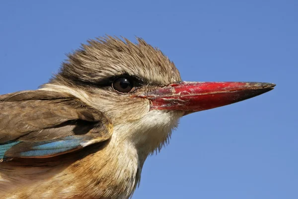 Marrón con capucha Kingfisher —  Fotos de Stock