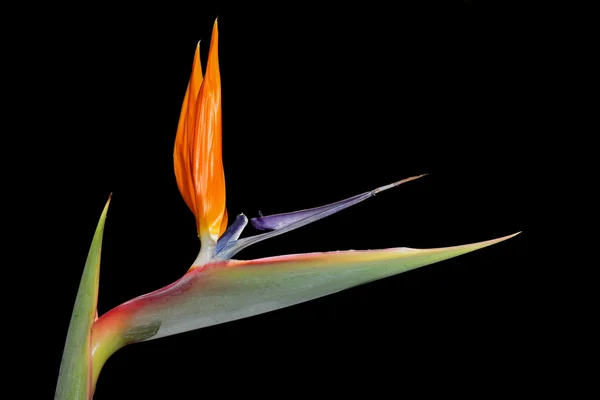 Strelitzia 꽃 — 스톡 사진
