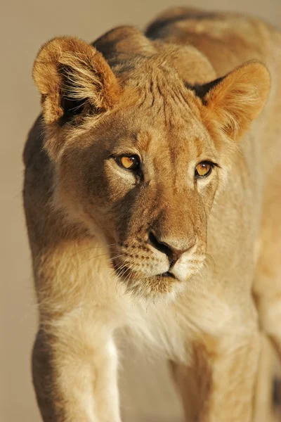 Молодой африканский лев — стоковое фото