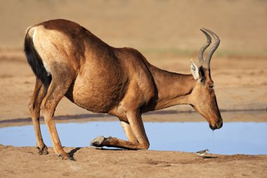 Red hartebeest drinking clipart