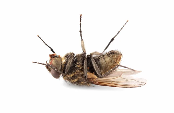 Νεκρός οικιακή μύγα — Φωτογραφία Αρχείου