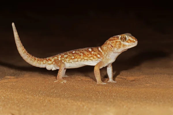 Gecko géant au sol — Photo