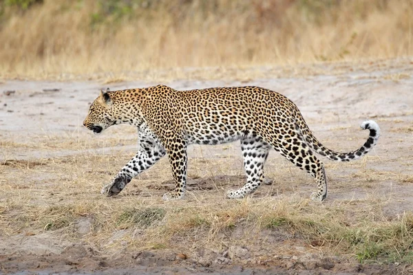 Yürüyüş leopar — Stok fotoğraf