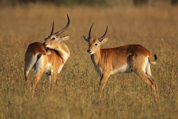 Rød lechwe-antiloper – stockfoto