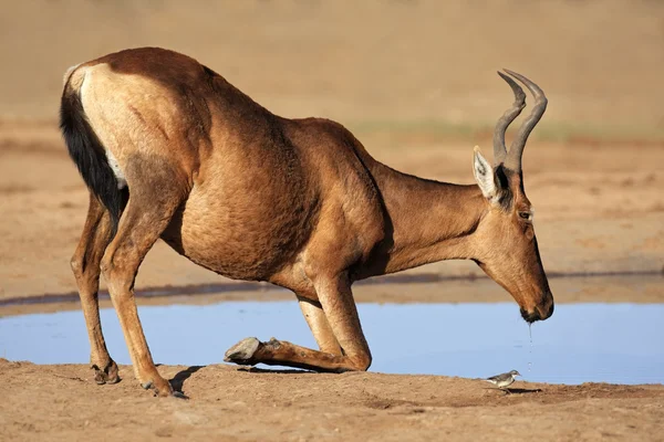 红色麋羚喝酒 — 图库照片