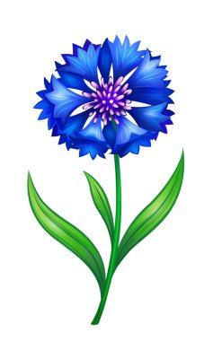 Blue cornflower clipart