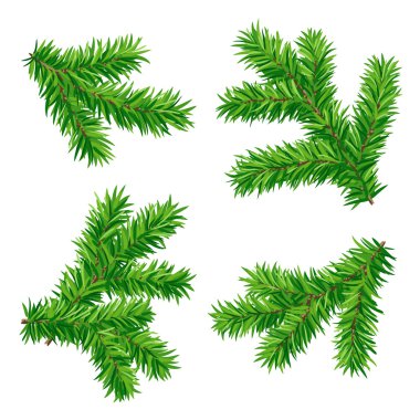 Fir branches clipart