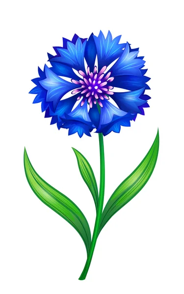 Flor de milho azul —  Vetores de Stock