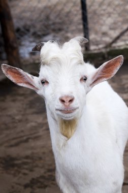 Funny goat clipart