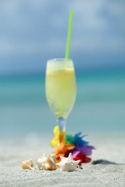 Ракушки и тропический коктейль — стоковое фото