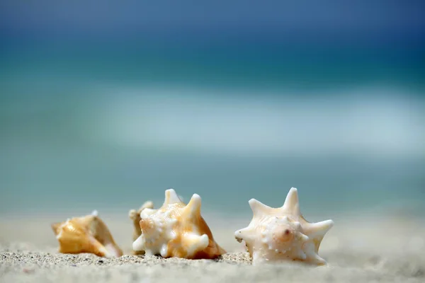 Fehér tengeri kagylókból a tengerparton — Stock Fotó