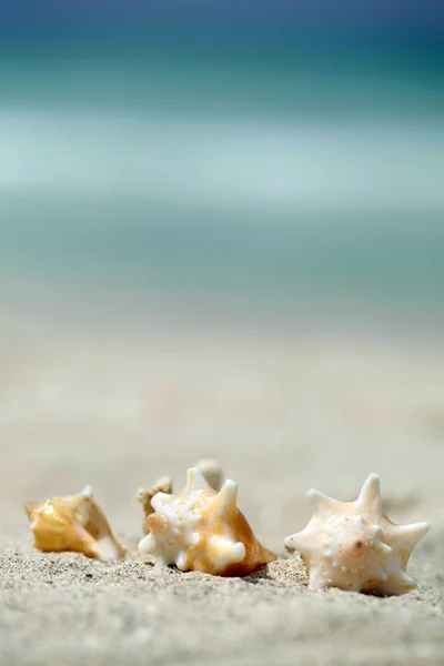 흰 조개는 해변에서 — 스톡 사진