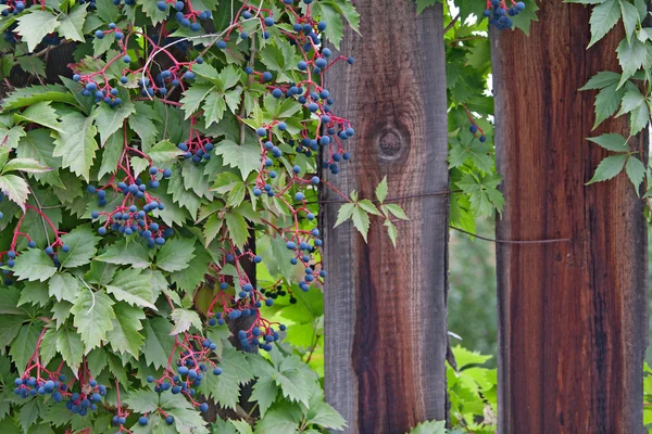 stock image Wild ripe grapes