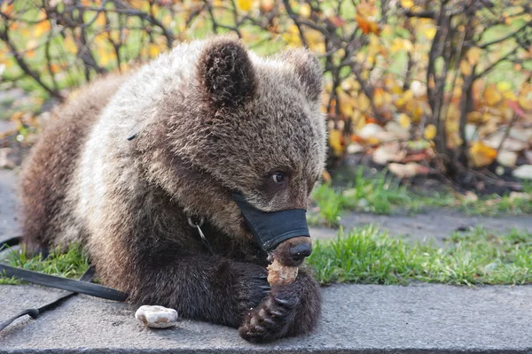 Ведмідь їсть торт — стокове фото