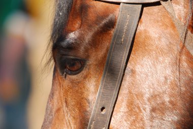 Horse portrait clipart