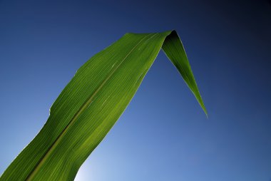 Green leaf with blue sky in background clipart