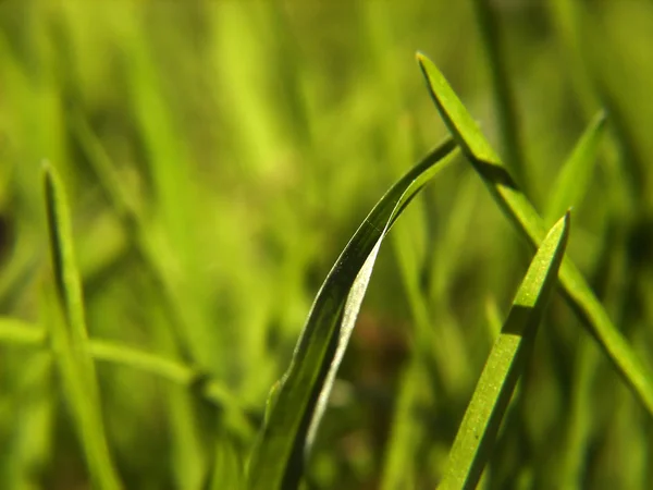 Πράσινο φόντο γρασίδι — Φωτογραφία Αρχείου