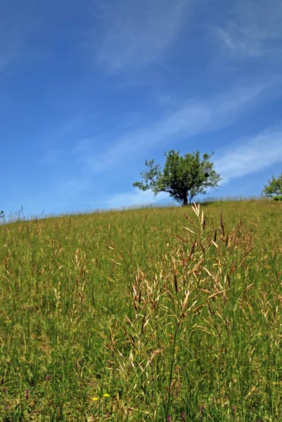 Tree on meadow at sunny day — Stock Photo, Image